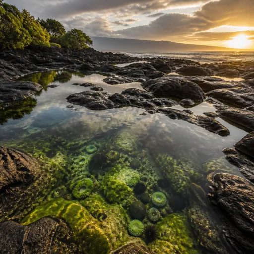 Tidal Pools on the Big Island: Where Volcanic Rock Creates Natural Aquariums
