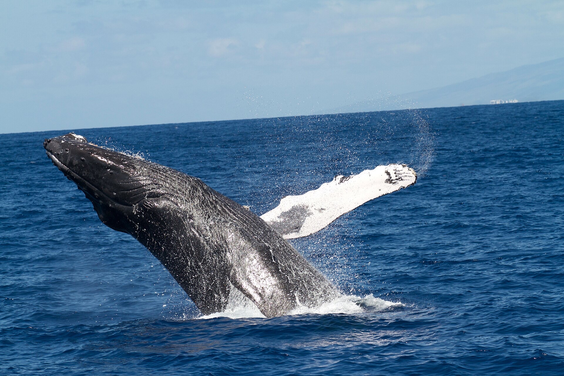 A humpback whale breaching in Hawaiian waters