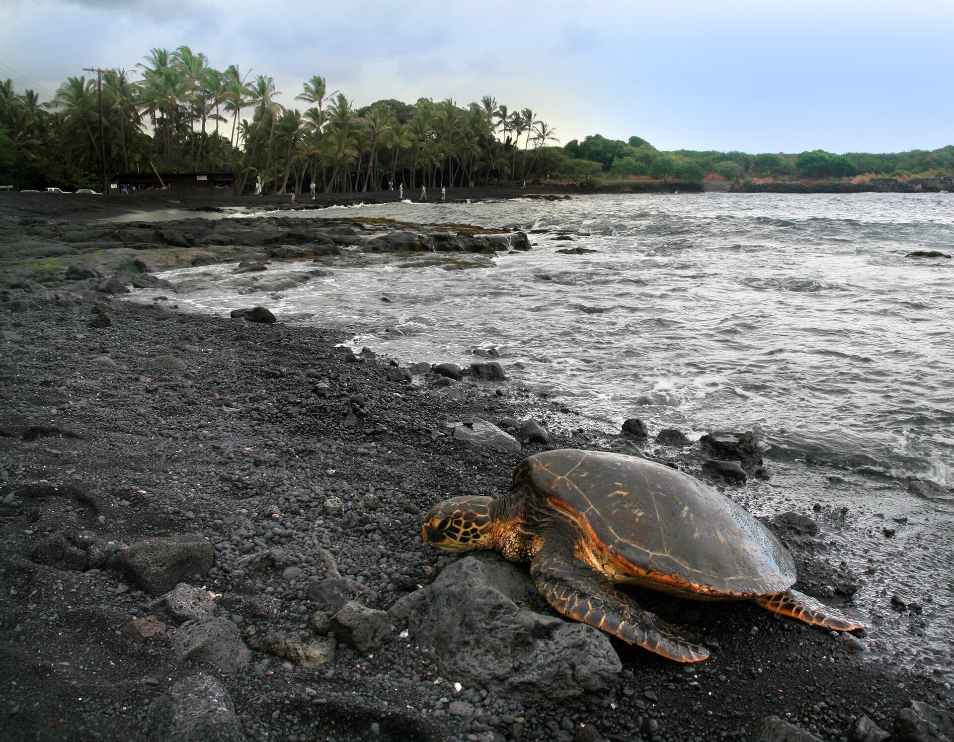 A green turtle basking on the black sand at Punaluu Beach